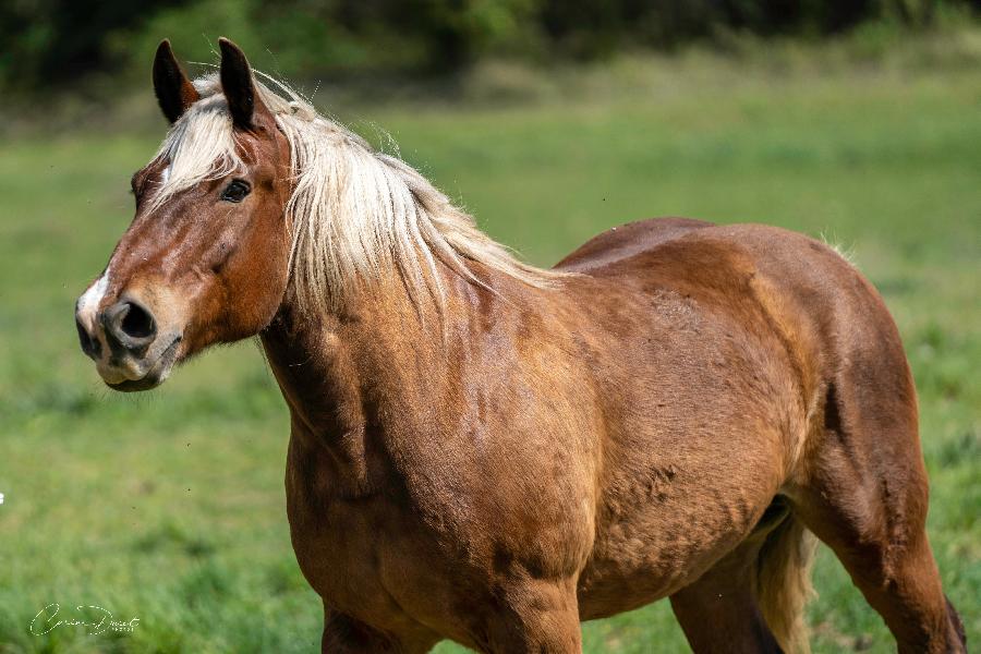 rando Balade  cheval Alpes de Haute-Provence