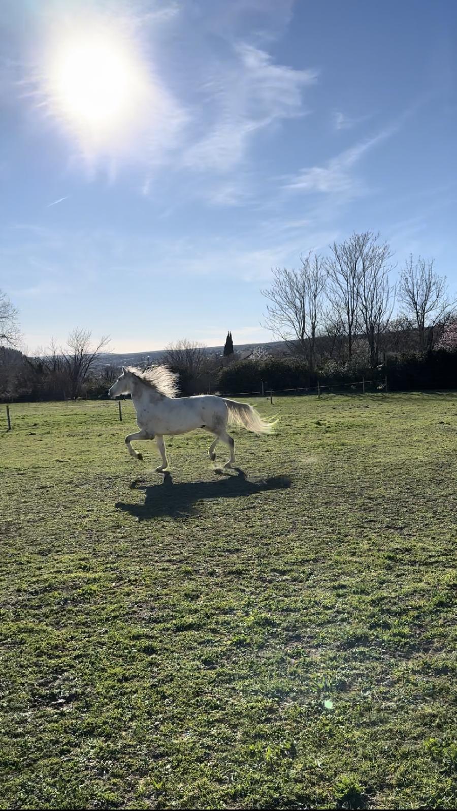 Balade  cheval Alpes de Haute-Provence Provence photo 2