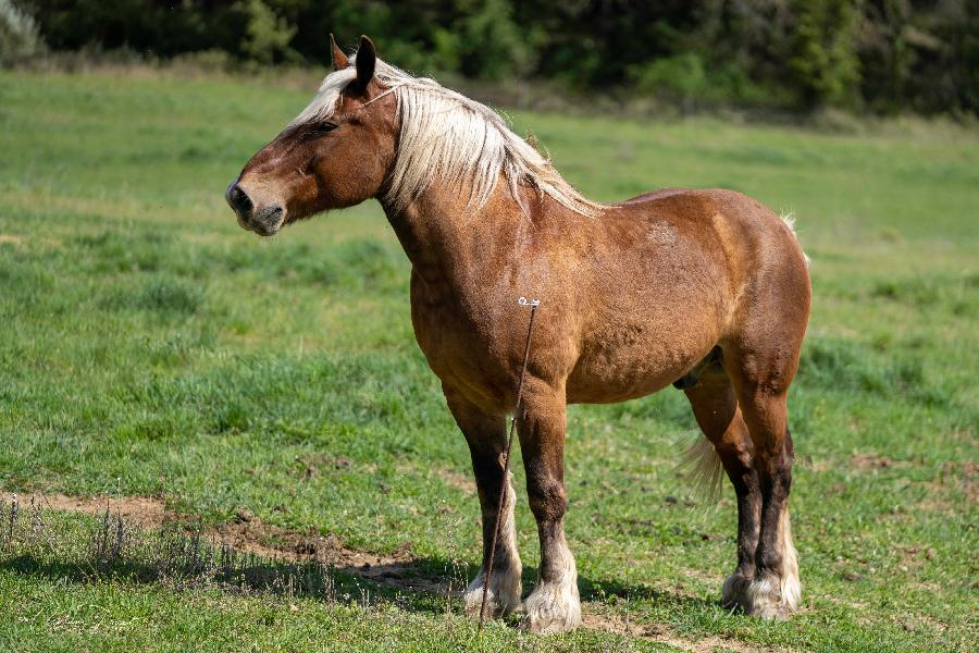 rando Balade à cheval Gard