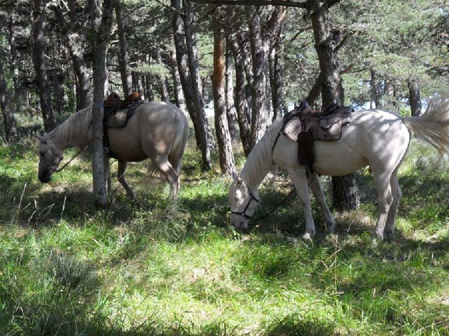 Balade  cheval Haute-Loire  photo 5