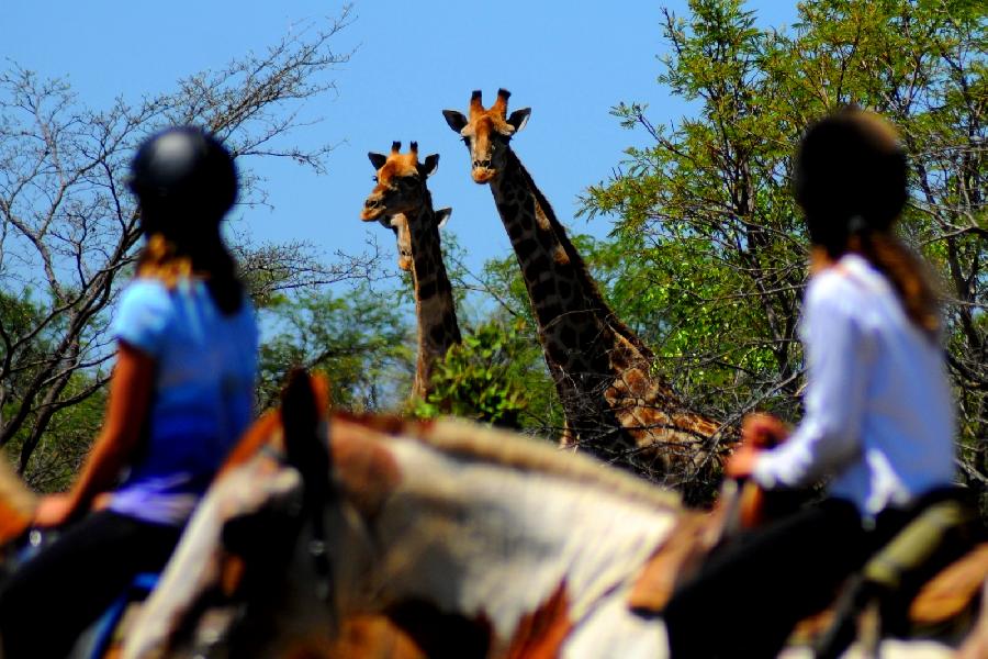 Voyage à cheval AFRIQUE DU SUD
