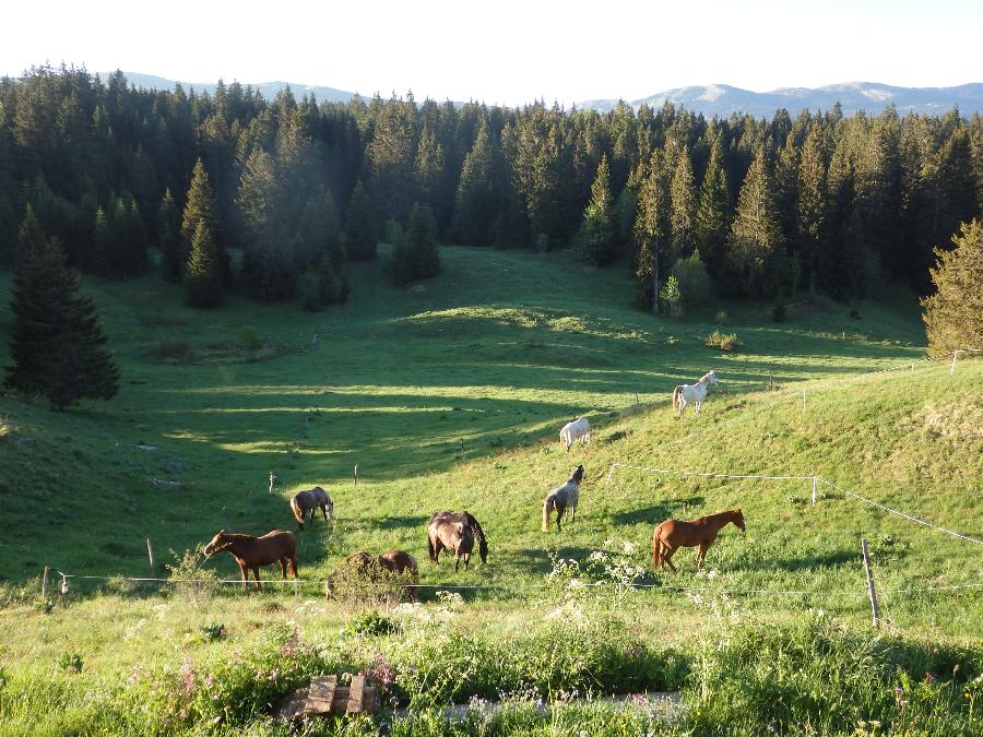 Sjour questre Jura PNR du Haut-Jura photo 3