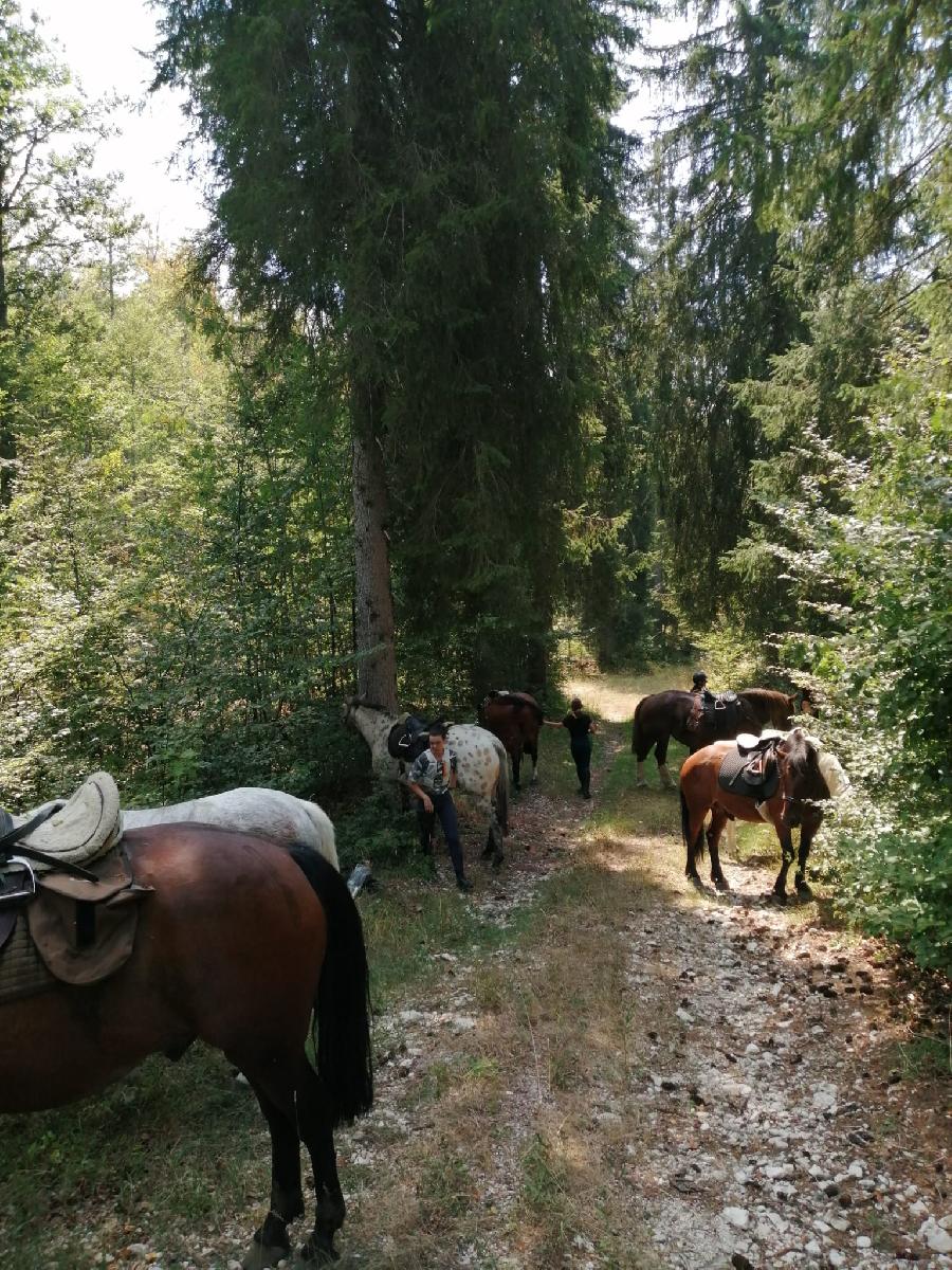 Randonne questre Jura PNR du Haut-Jura photo 4