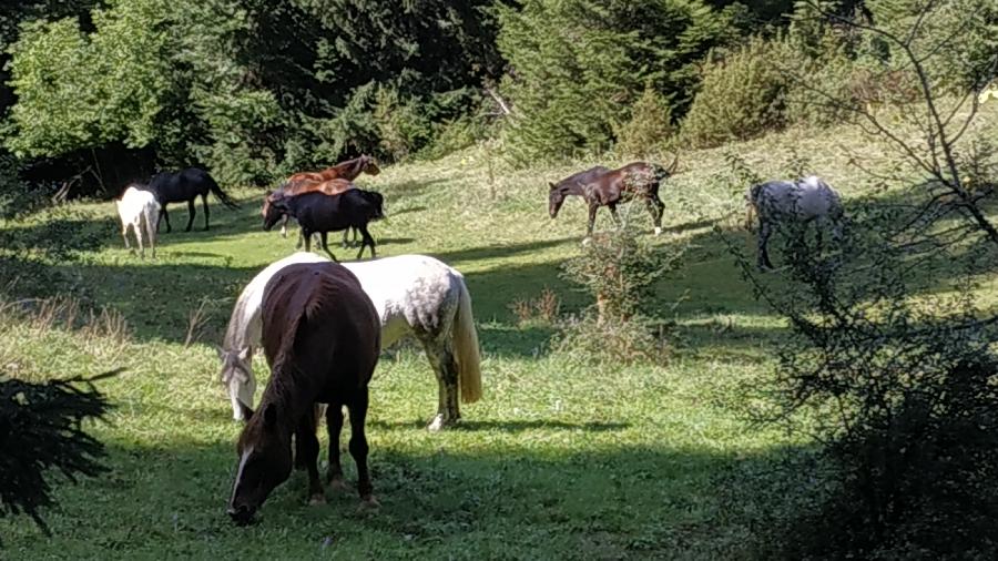 Randonne questre Jura PNR du Haut-Jura photo 5