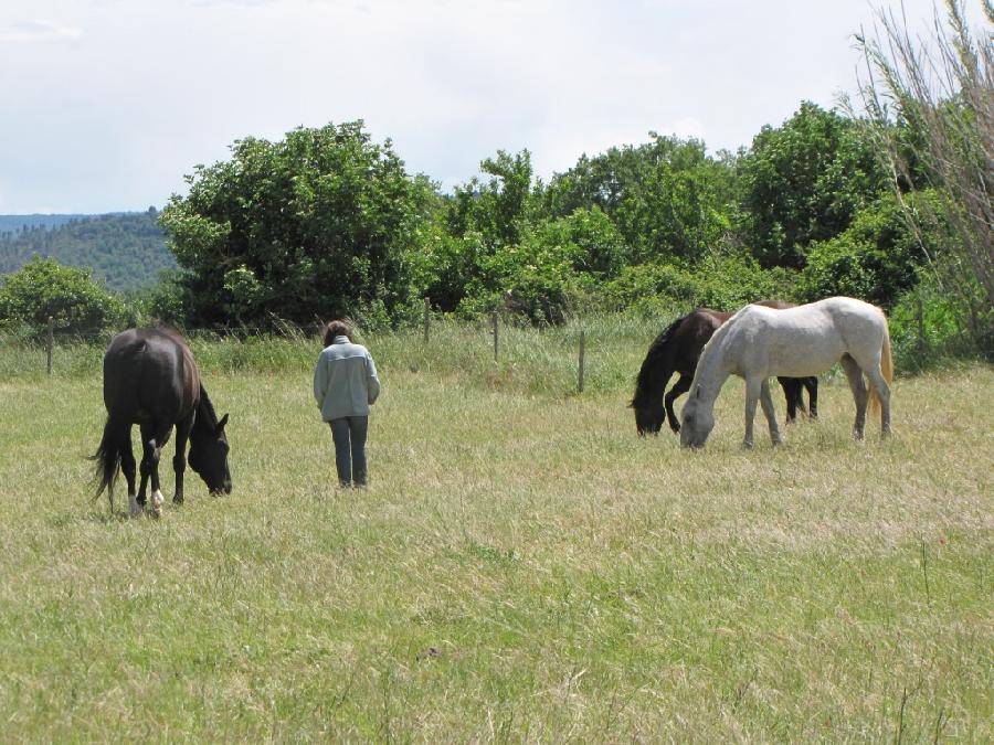site de rencontre chevaux