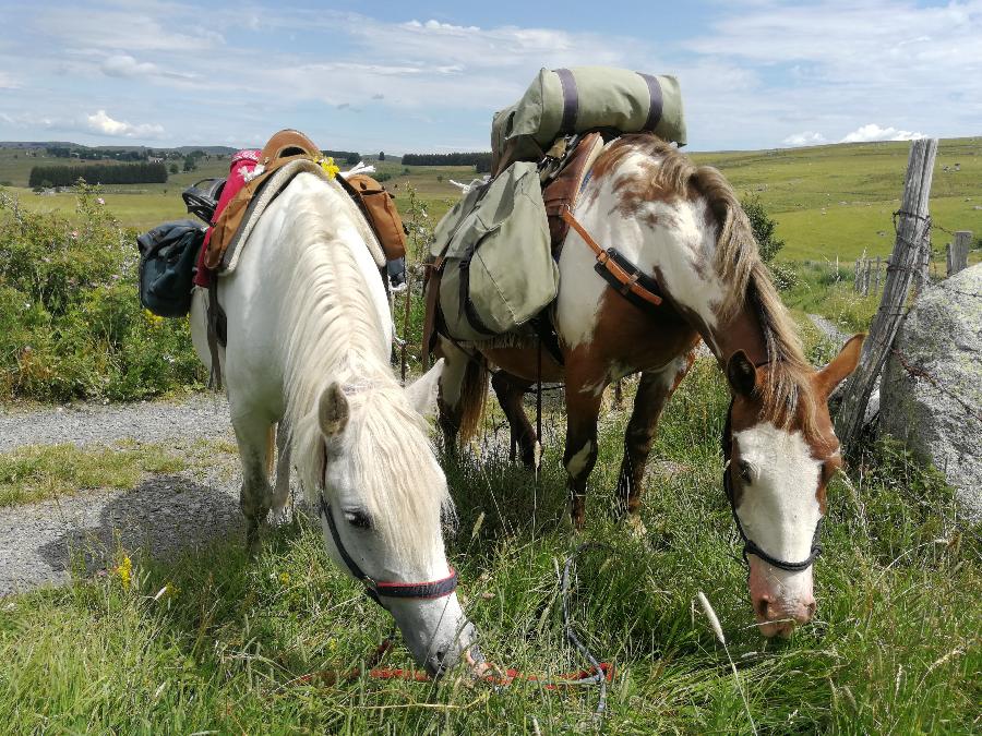 Sjour questre Lozre PNR de l'Aubrac photo 3