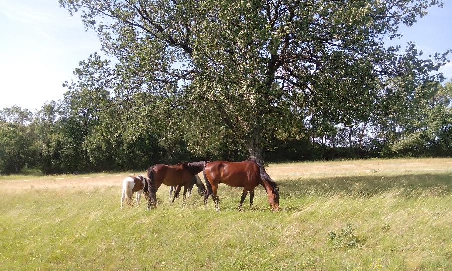 Randonne questre   photo 3