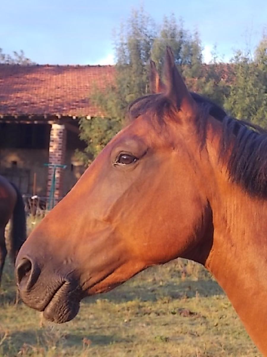 Randonne questre   photo 6