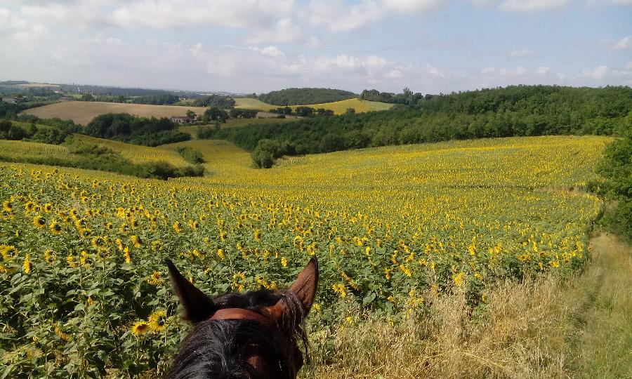 Randonne questre Tarn 