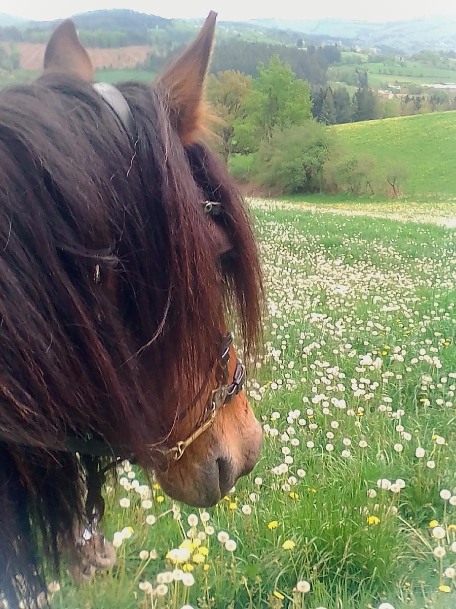 Balade  cheval Allier Montagne Bourbonnaise photo 5