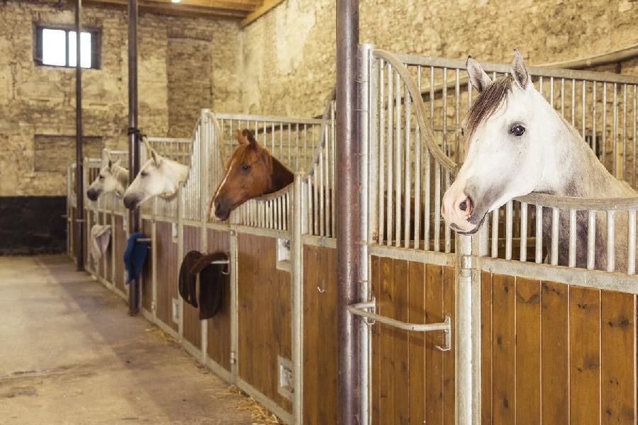 Randonne questre Oise Fort de Chantilly photo 6