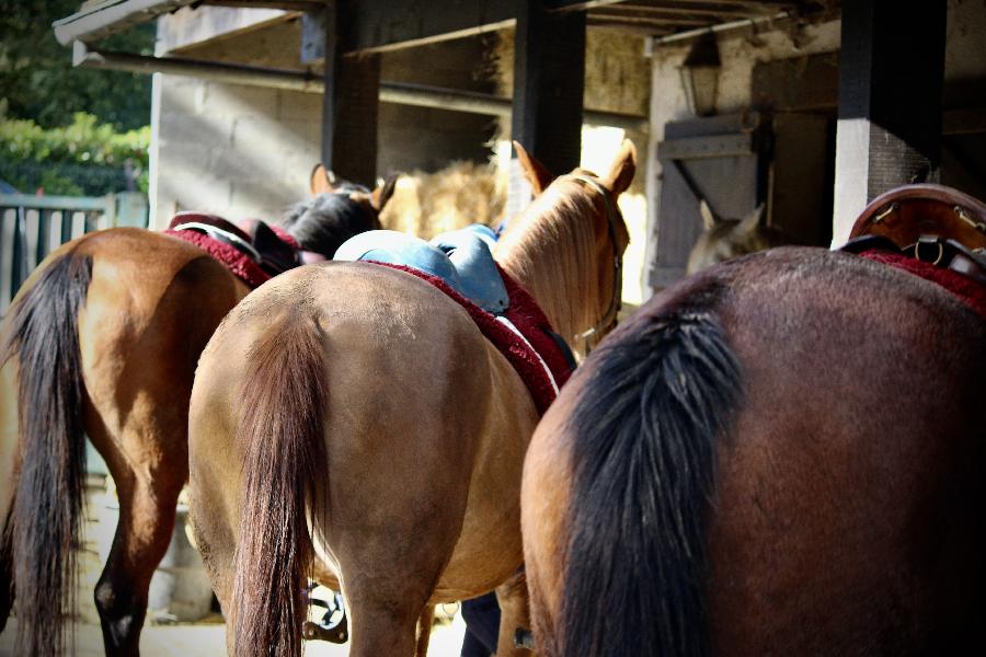 Balade  cheval Oise Fort de Chantilly photo 4