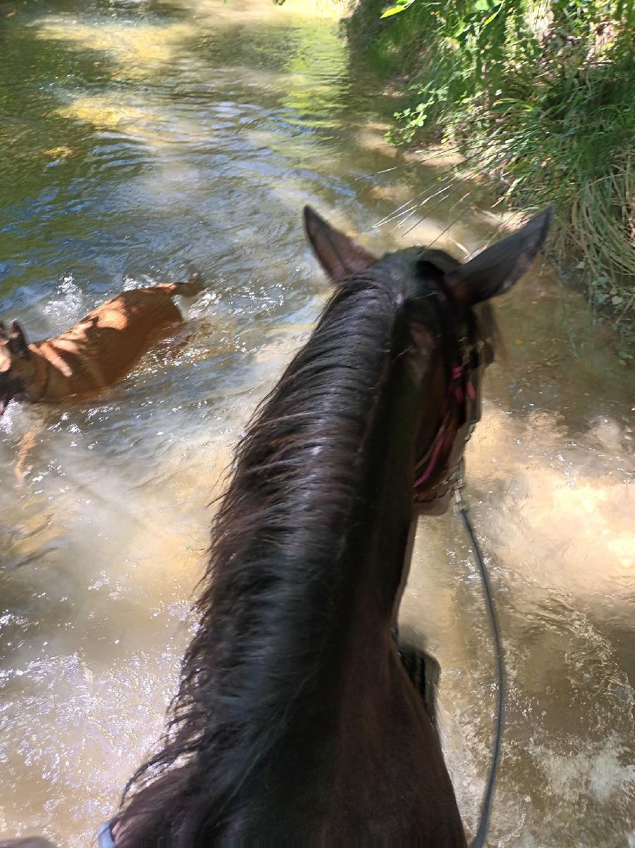 Balade  cheval Aude Pays Cathare photo 2