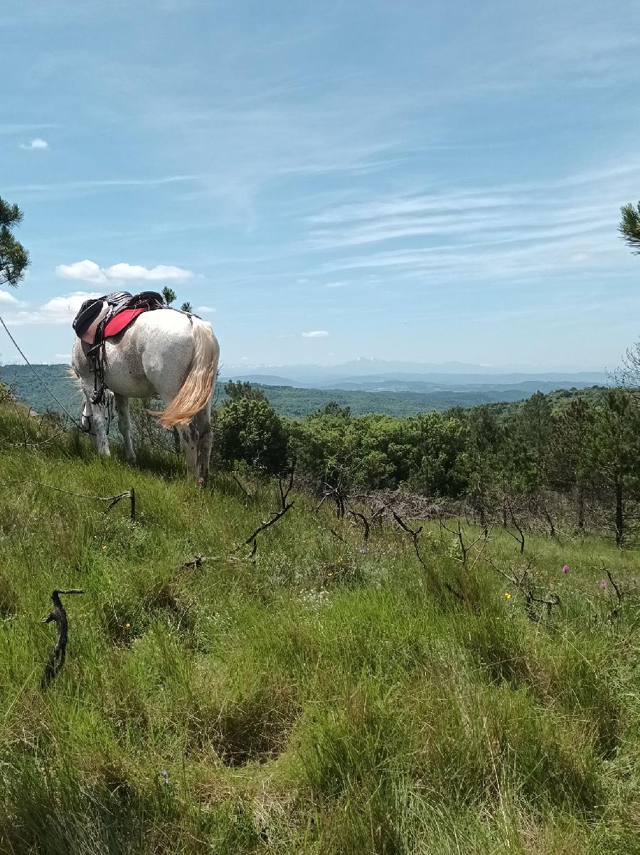 Balade  cheval Aude Pays Cathare photo 5