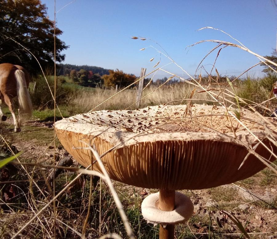 sejour Loire PNR du Pilat photo 2