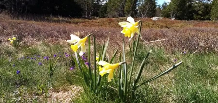 Randonne questre Ardche PNR des Monts d'Ardche photo 2