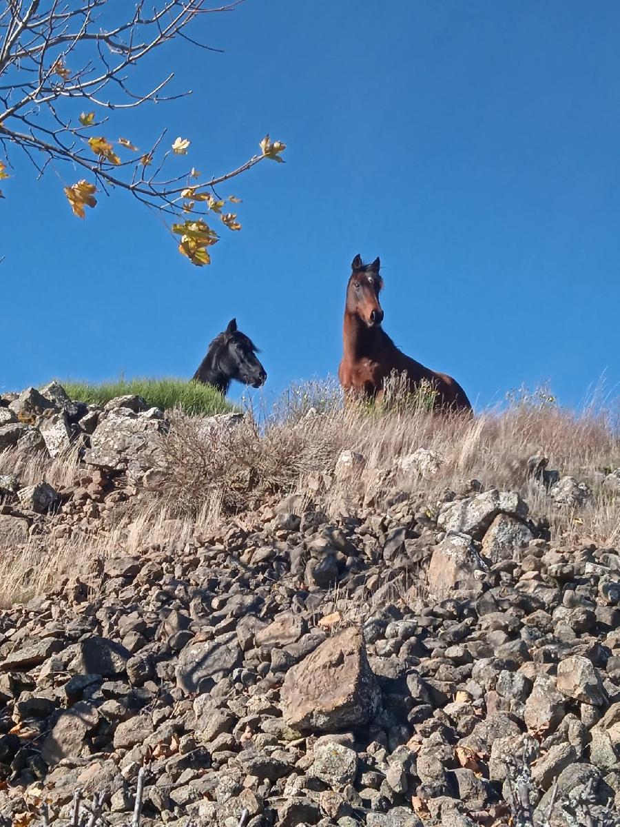 S�jour �questre   photo 5