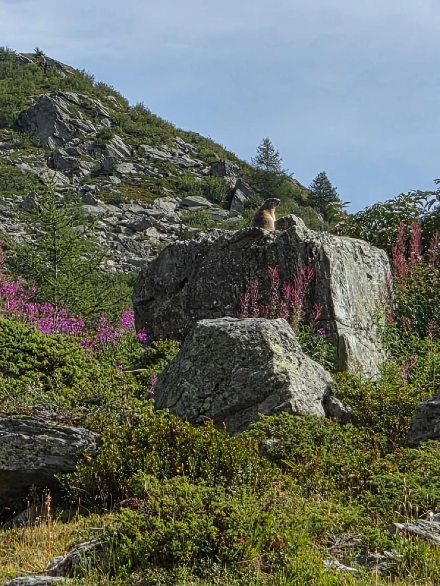 Voyage � cheval Savoie  photo 5