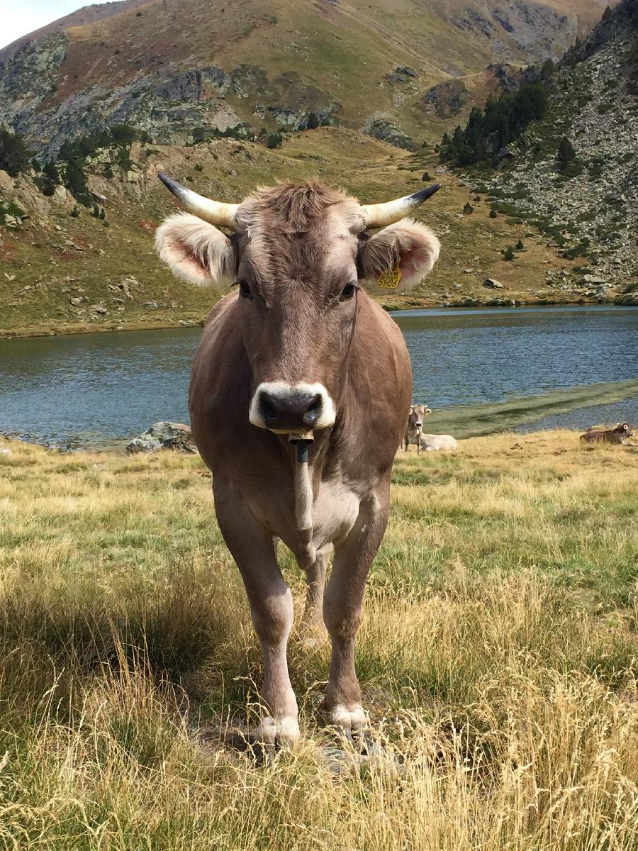 Randonne questre ANDORRE Pyrnes photo 4