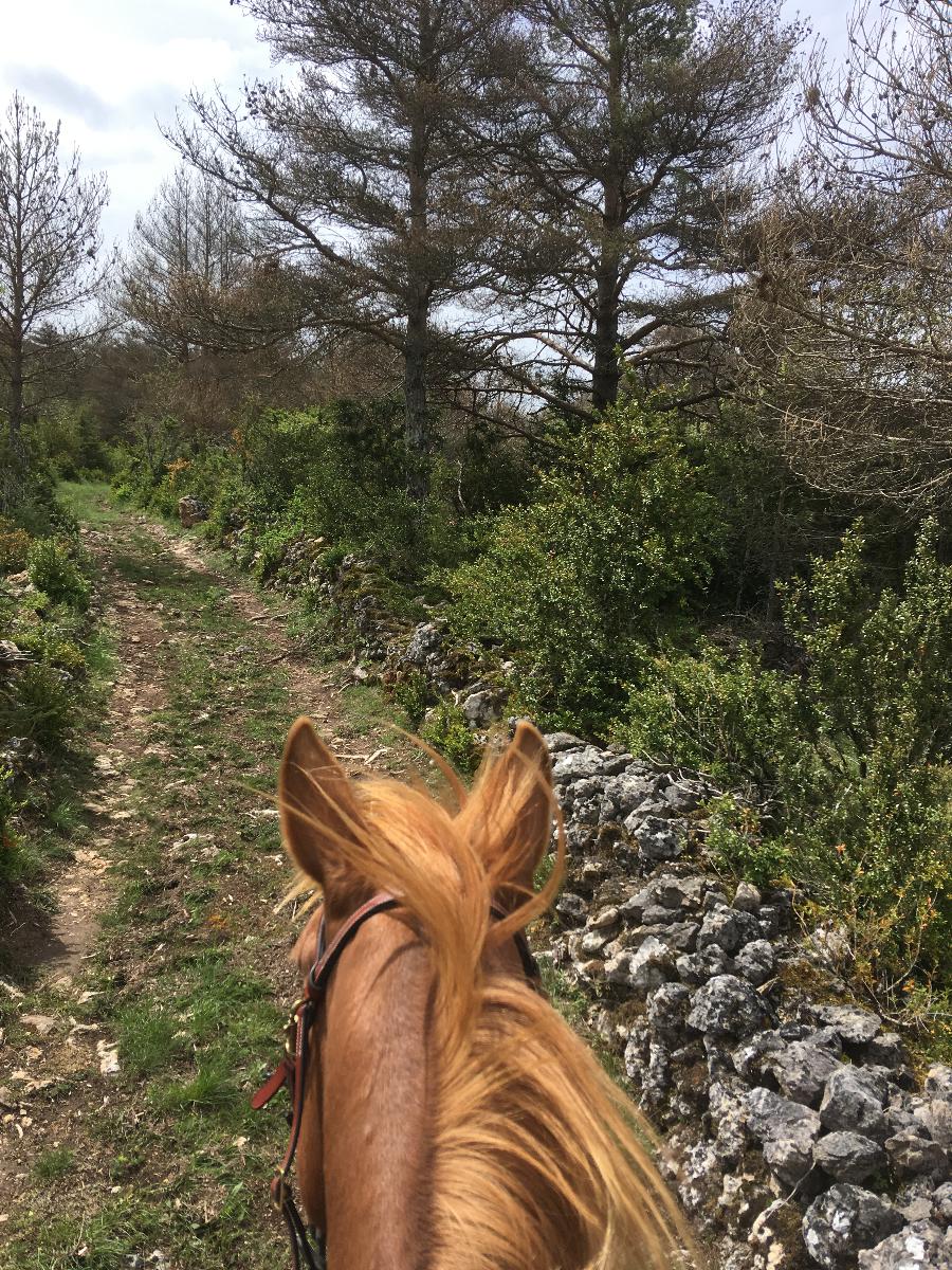 Sjour questre Aveyron PNR des Grands Causses photo 3