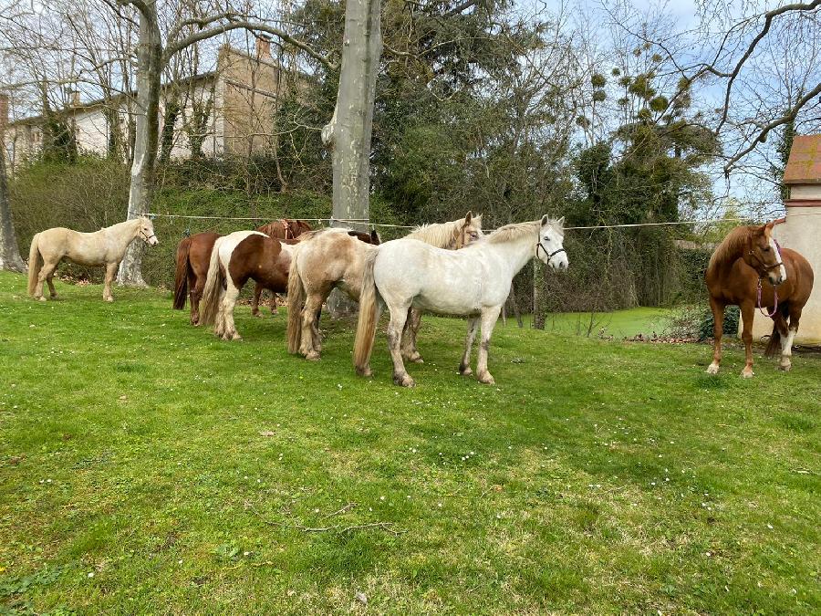 Balade  cheval Haute-Garonne  photo 3