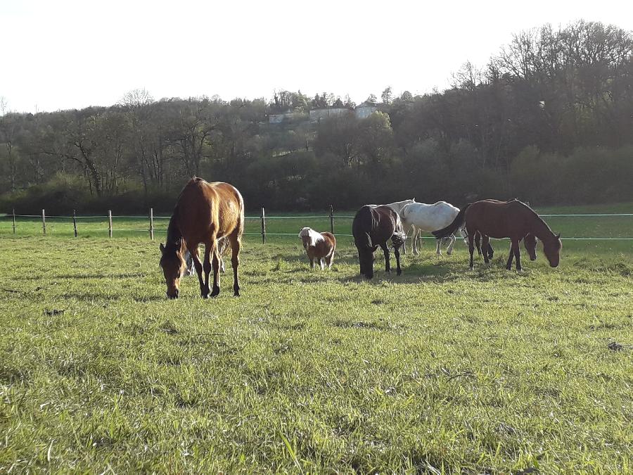 Randonne questre Dordogne Prigord photo 4