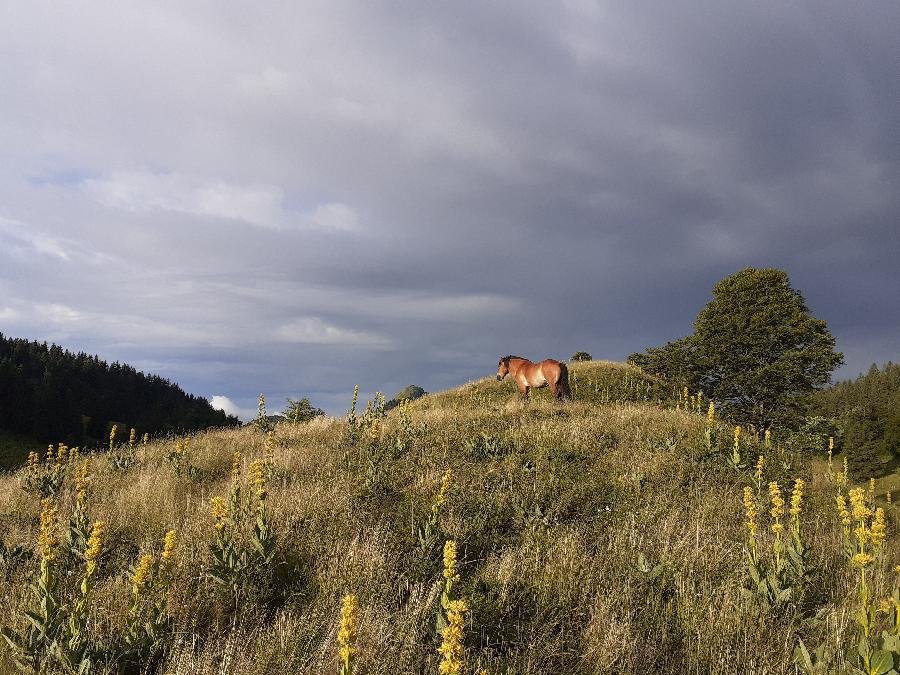 Balade  cheval Jura PNR du Haut-Jura