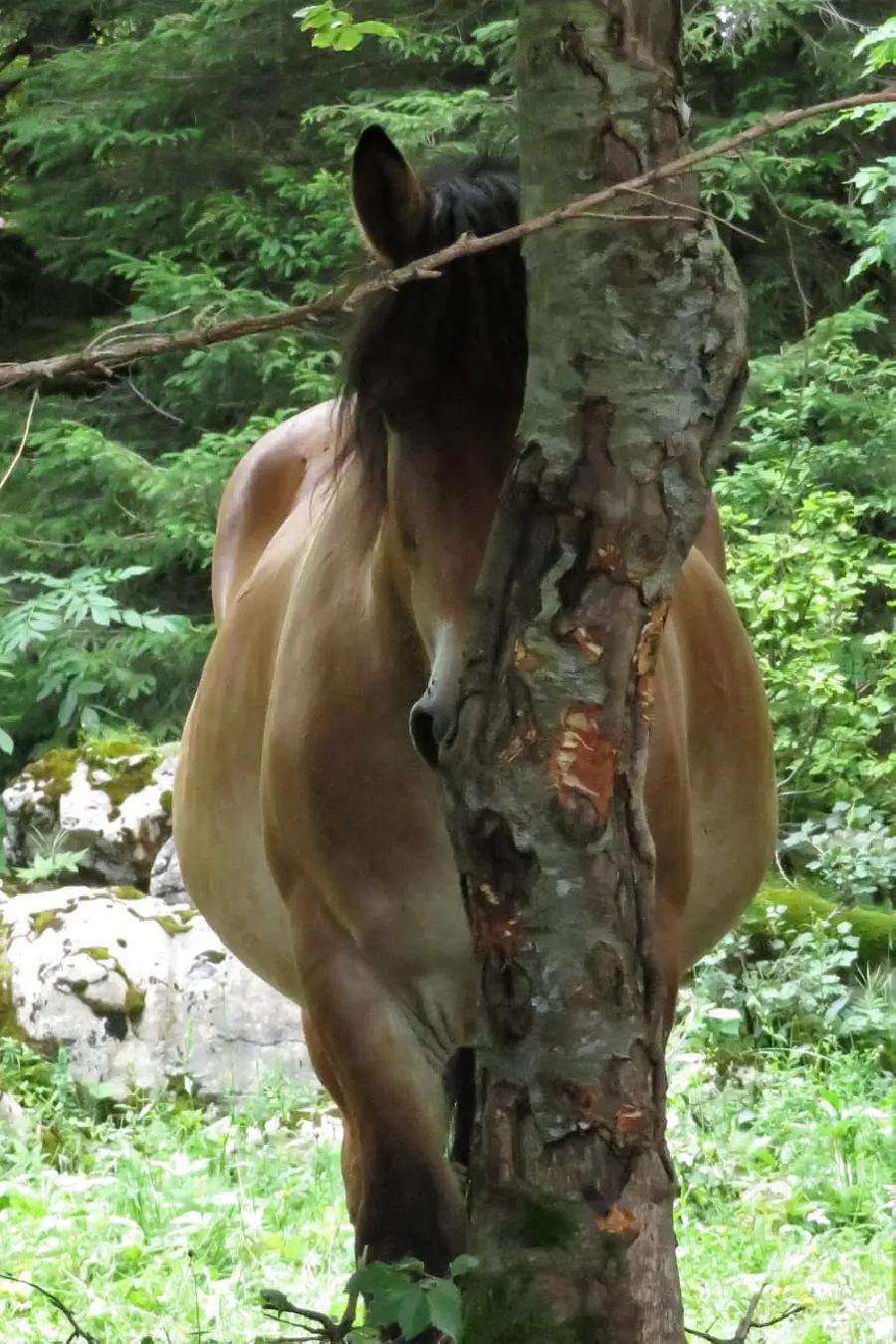 Balade  cheval Jura PNR du Haut-Jura photo 2