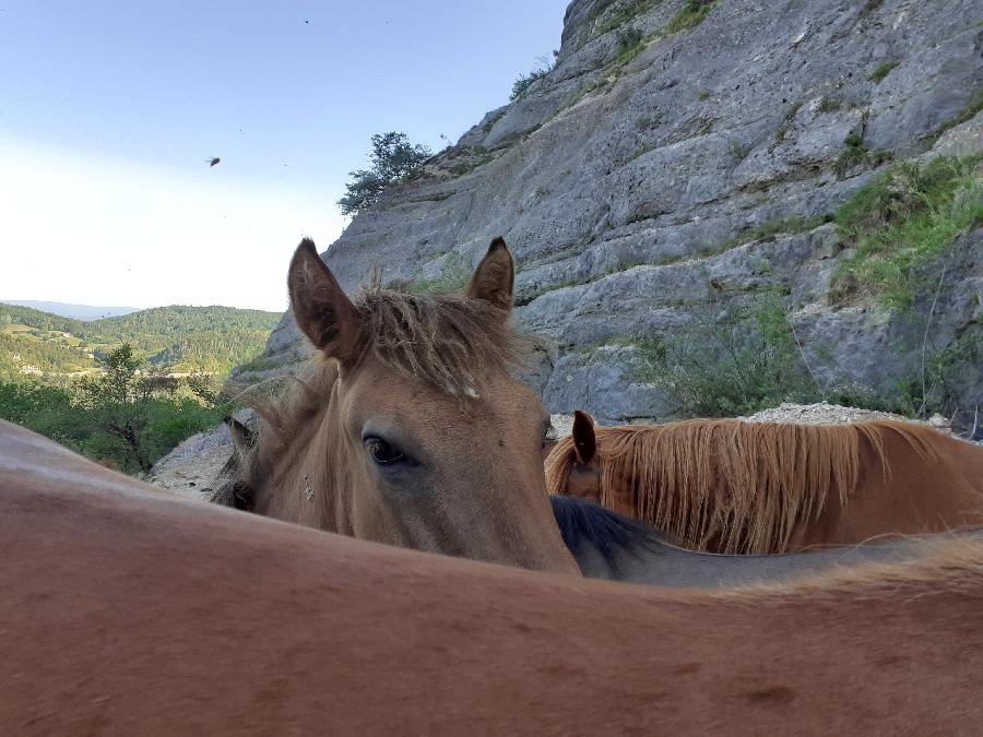 Balade  cheval Jura PNR du Haut-Jura photo 3