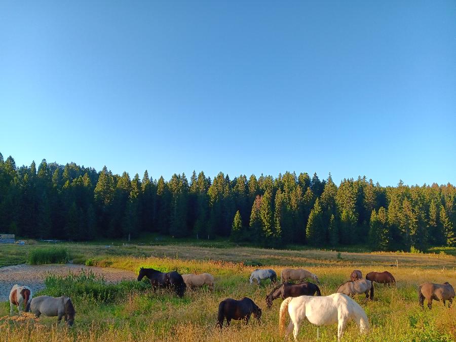 sejour Cheval et bien-tre Jura