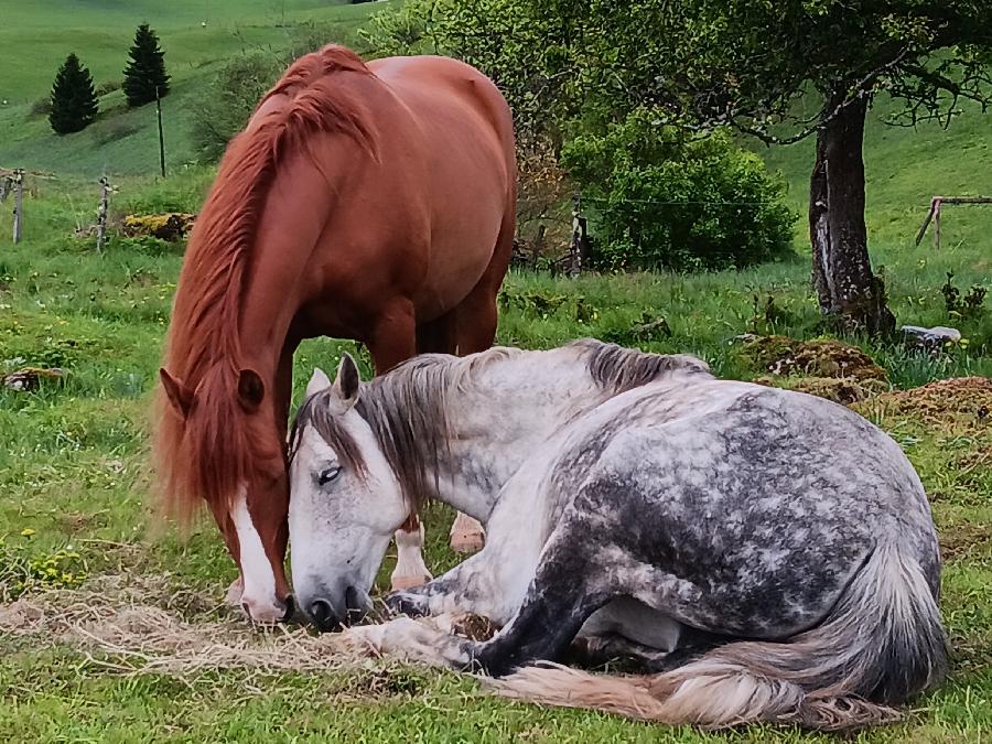 sejour Cheval et bien-tre Jura