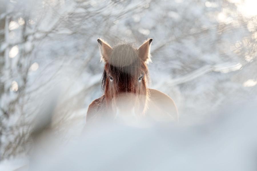 Balade  cheval   photo 4
