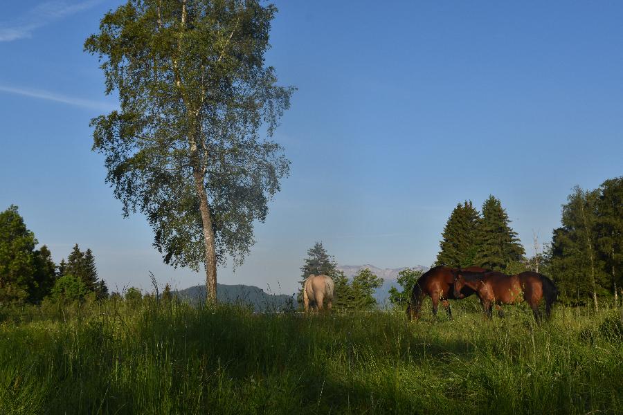 sejour Isre Valle du Haut Brda photo 4