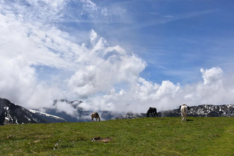 Sjour questre Isre Valle du Haut Brda