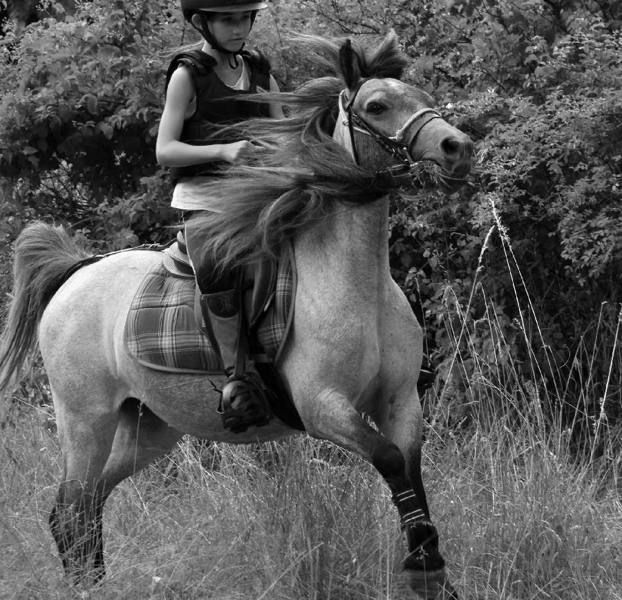 Randonne questre Alpes de Haute-Provence  photo 3