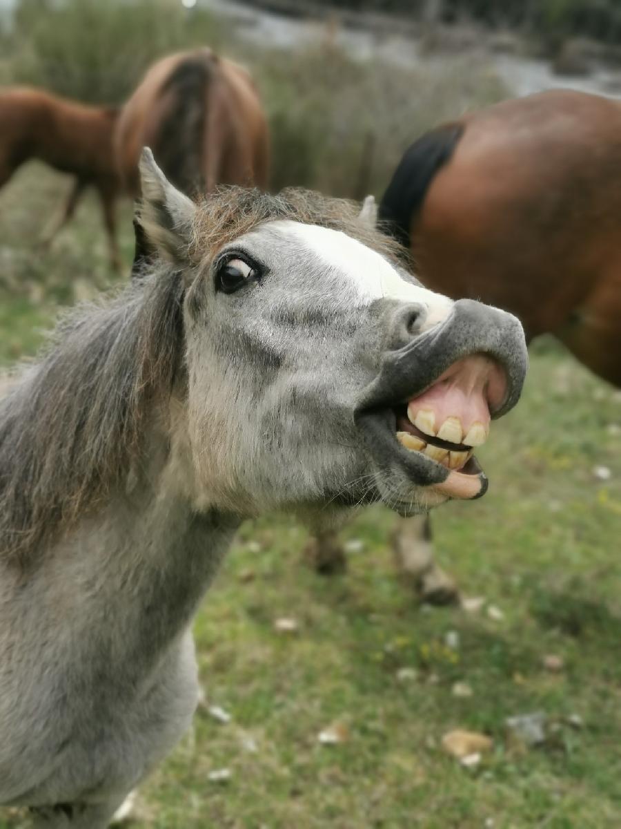 Randonn�e �questre   photo 6