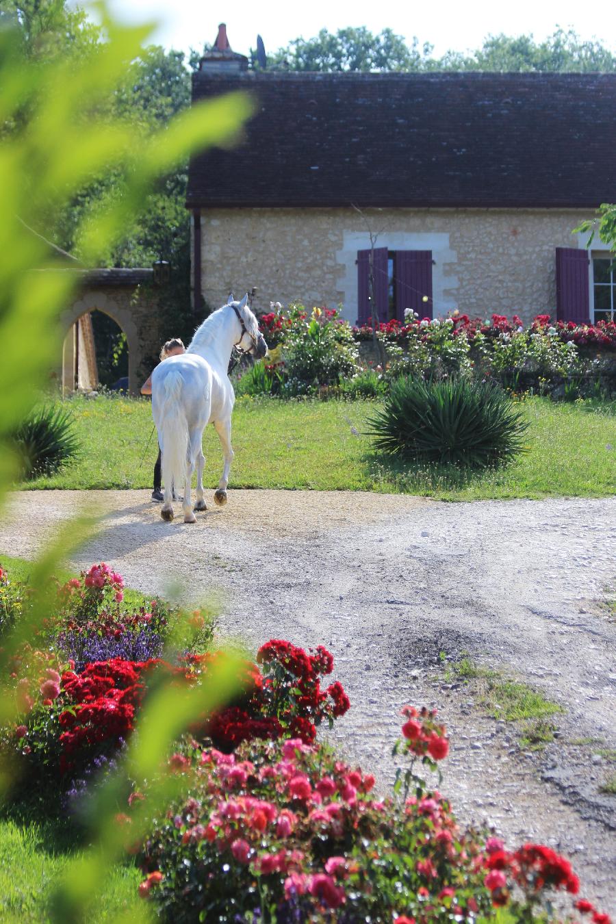 Balade  cheval Dordogne Prigord photo 2