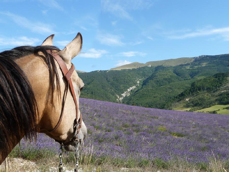 Randonne questre Drme Haut-Diois