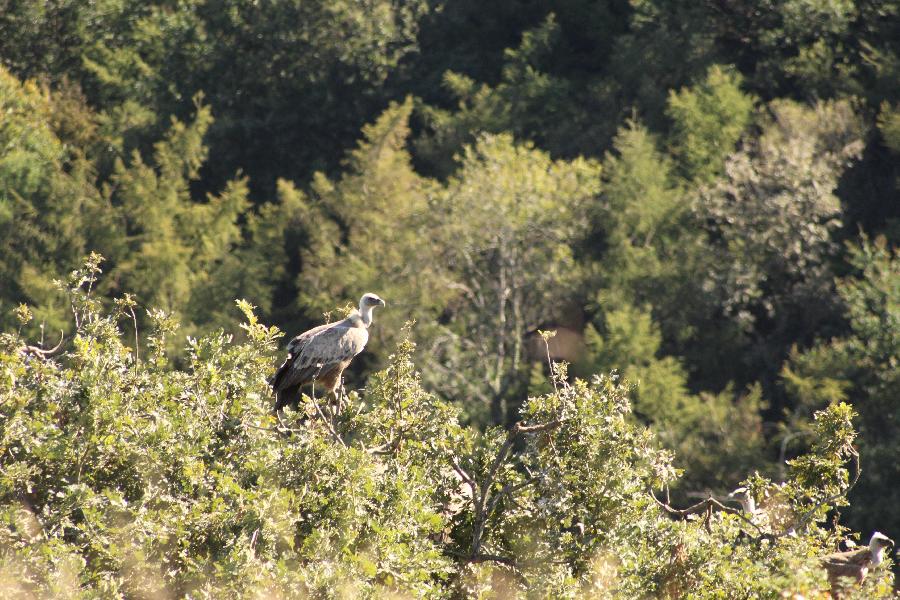 Balade  cheval Pyrnes-Atlantiques Pays Basque photo 6