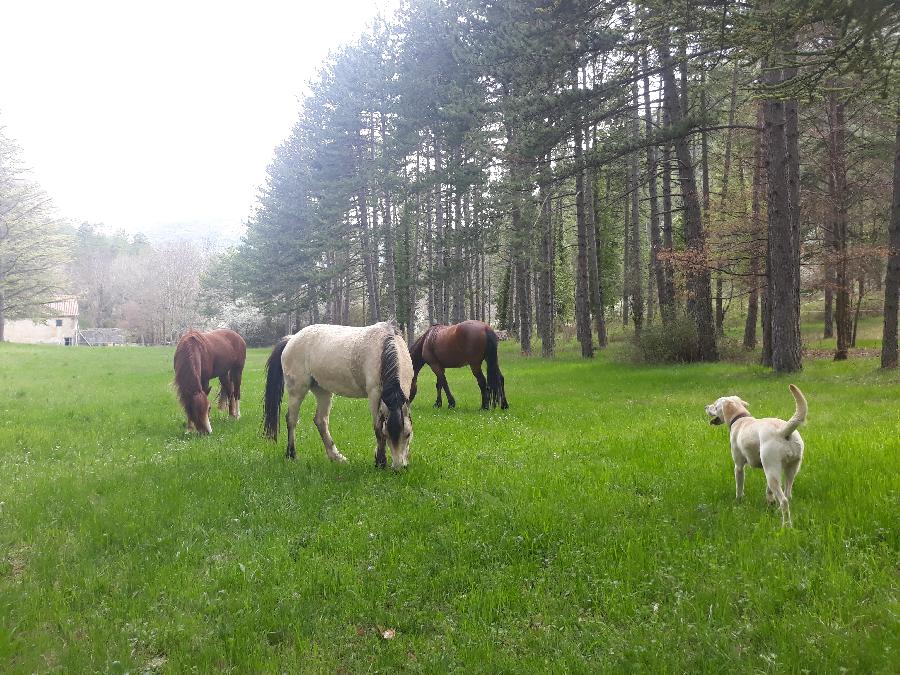 Sjour questre Hautes-Alpes PNR des Baronnies Provenales photo 6