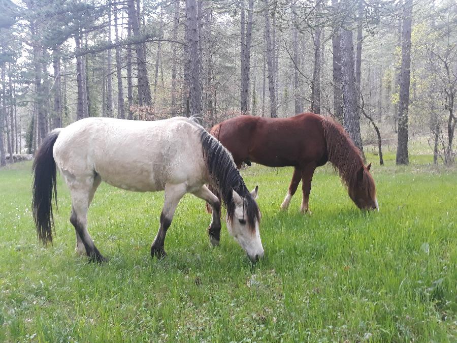 sejour Hautes-Alpes PNR des Baronnies Proven�ales