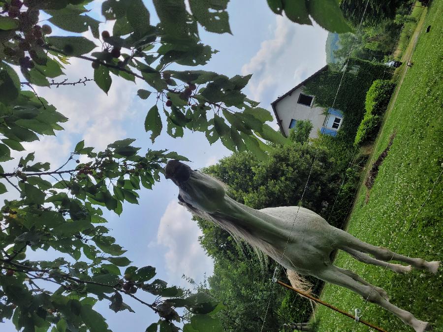 Randonne questre   photo 6