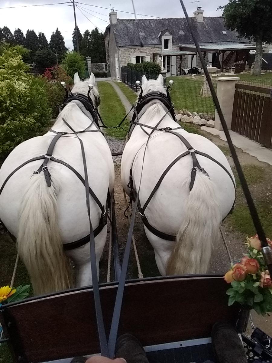 Balade  cheval Ctes-dArmor Bretagne Nord photo 3