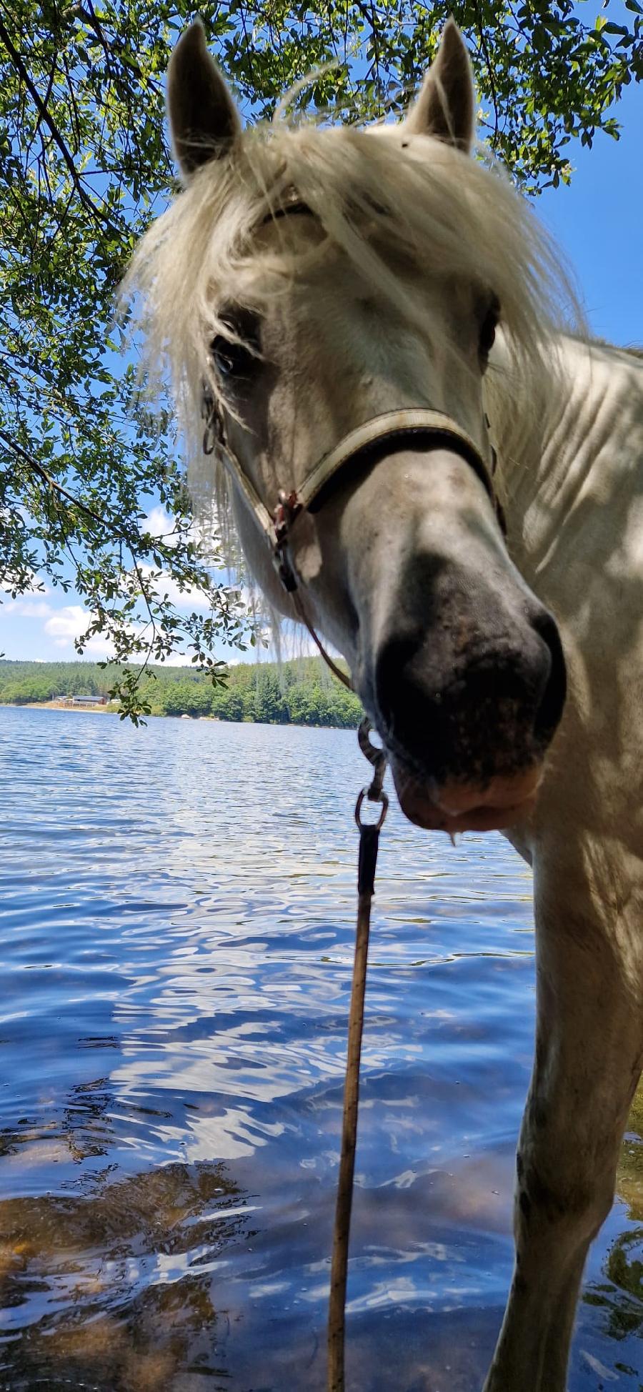 S�jour �questre   photo 5