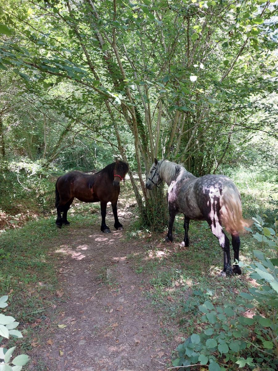 Randonne questre Tarn PNR du Haut-Languedoc photo 2