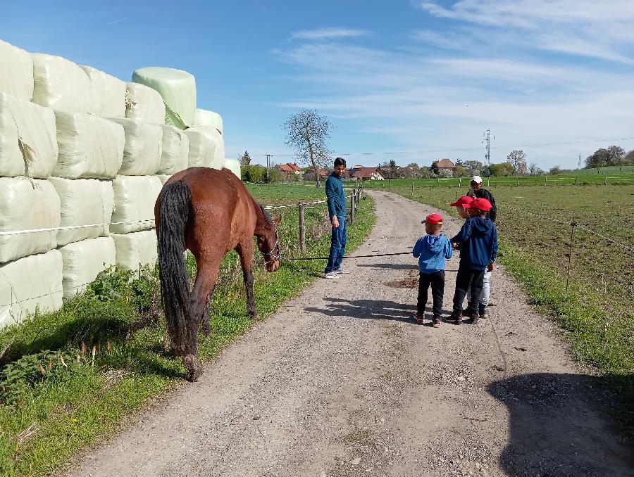 stage Dcouverte cheval poney Haute-Savoie