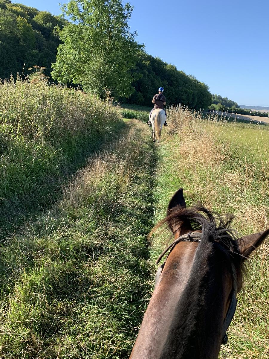 sejour Seine-Maritime For�t d'Eawy photo 3