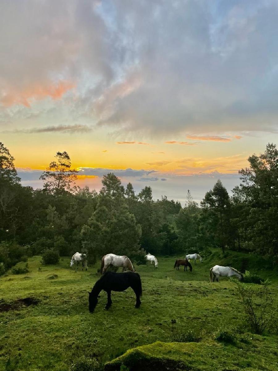 Voyage � cheval LA R�UNION  photo 2