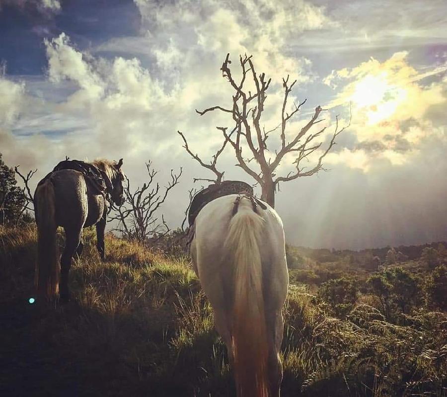 Voyage � cheval LA R�UNION  photo 4