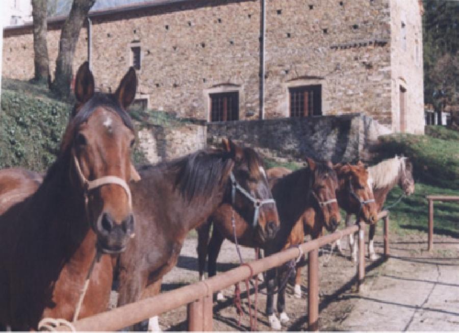 Randonne questre Tarn PNR du Haut-Languedoc photo 4